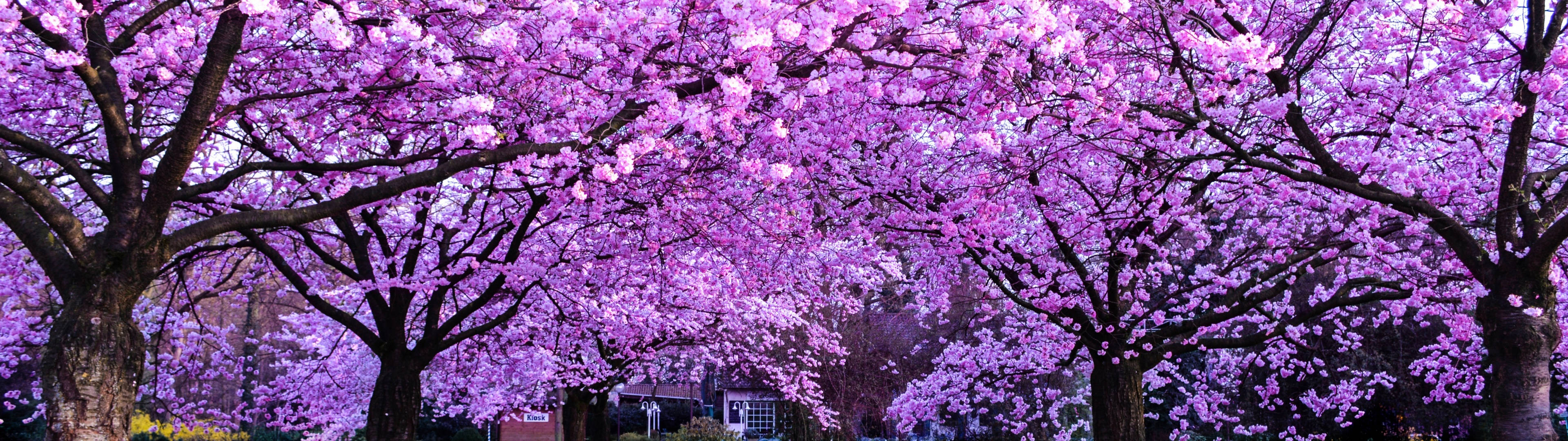 3840x1080 4K درختان شکوفه گیلاس — شکوفه گیلاس والپیپر