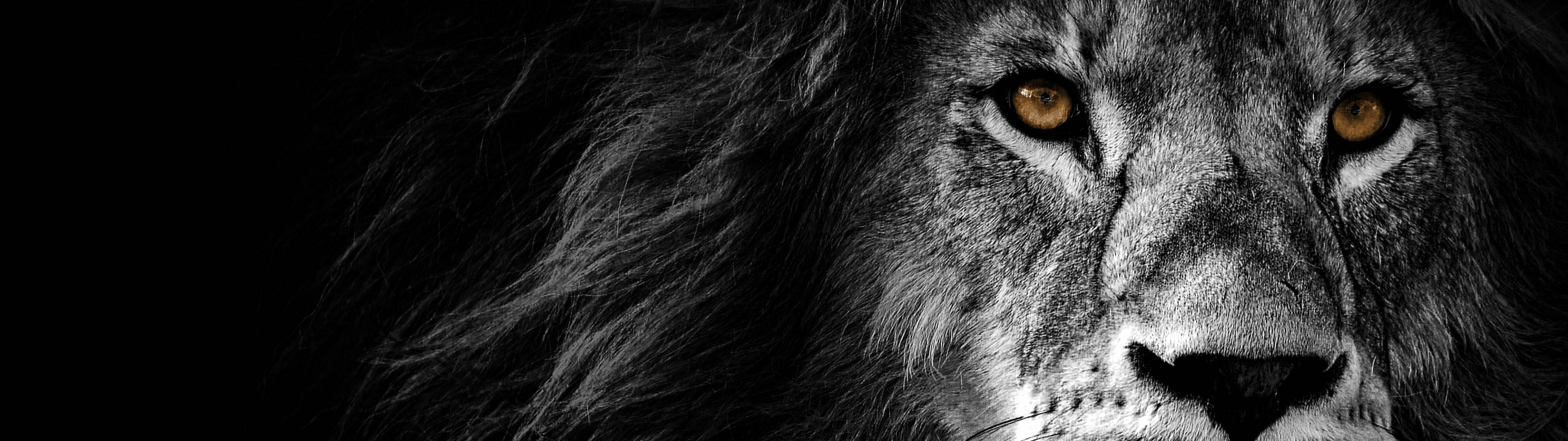 3840x1080 4K شیر با چشمان طلایی والپیپر