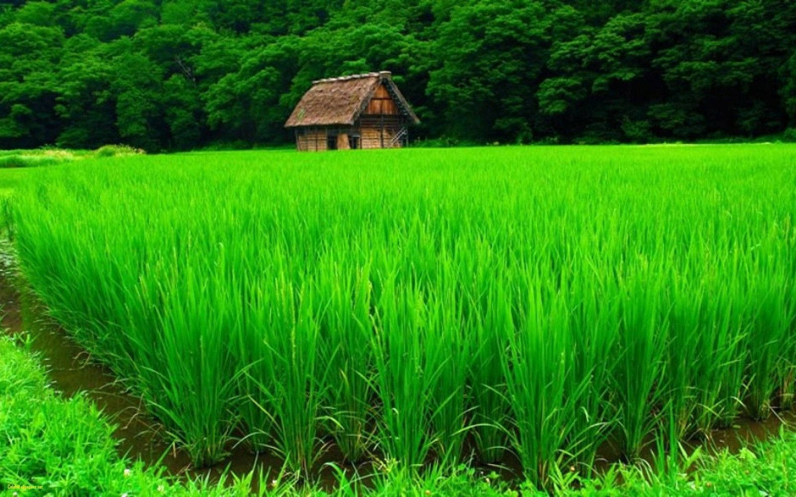مزرعه طبیعت 4K والپیپر