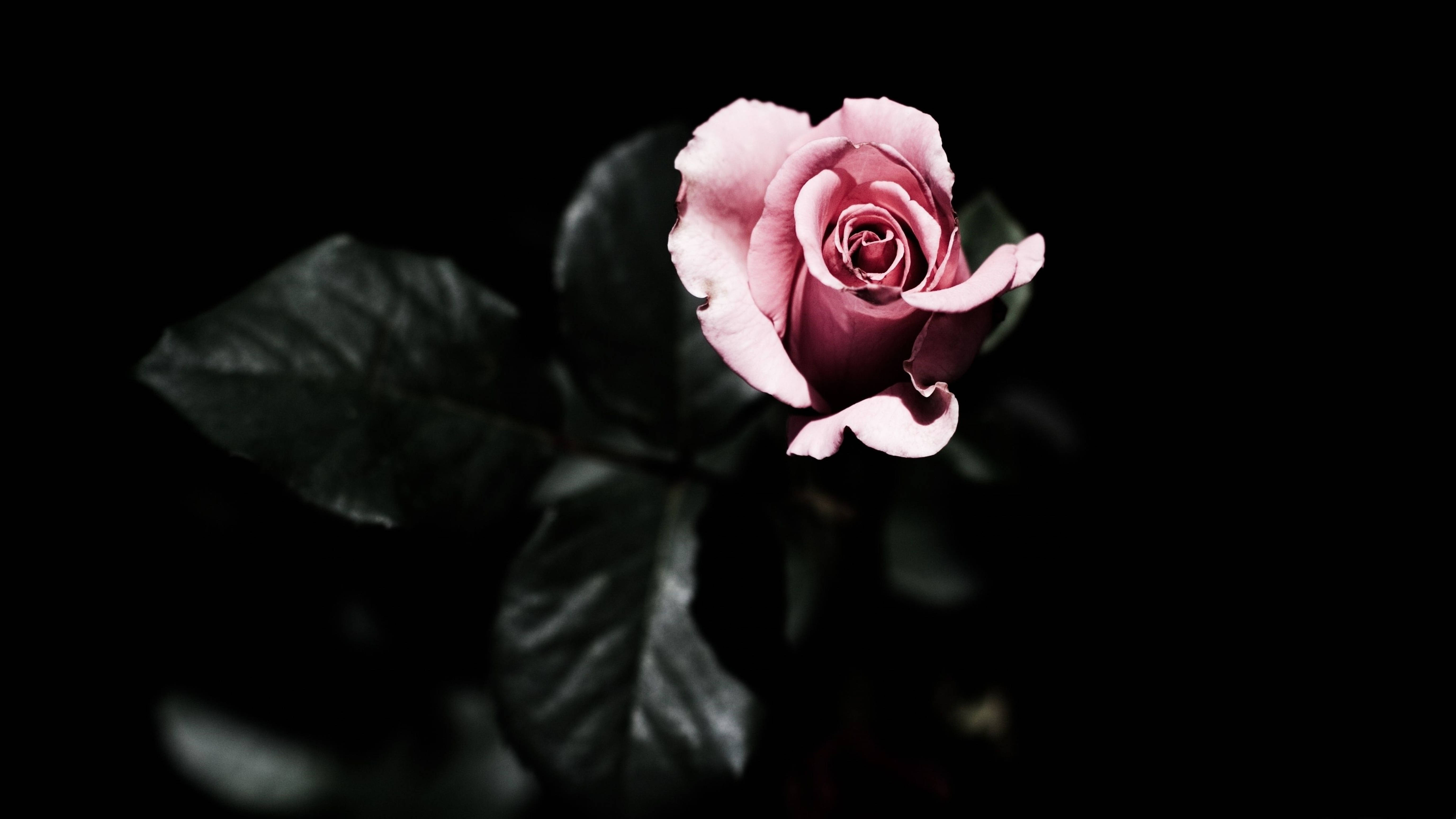 گل رز صورتی 4K در تاریکی والپیپر
