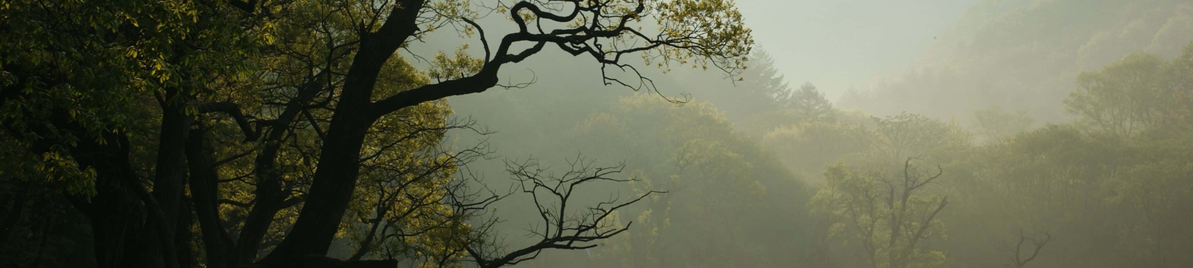 زیبایی طبیعت را در 4K کاوش کنید والپیپر