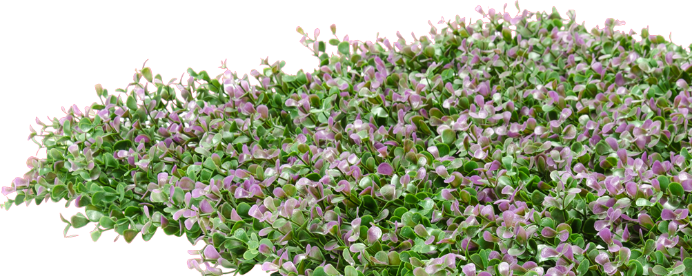 شکوفه‌های اسطوخودوس انگلیسی PNG والپیپر