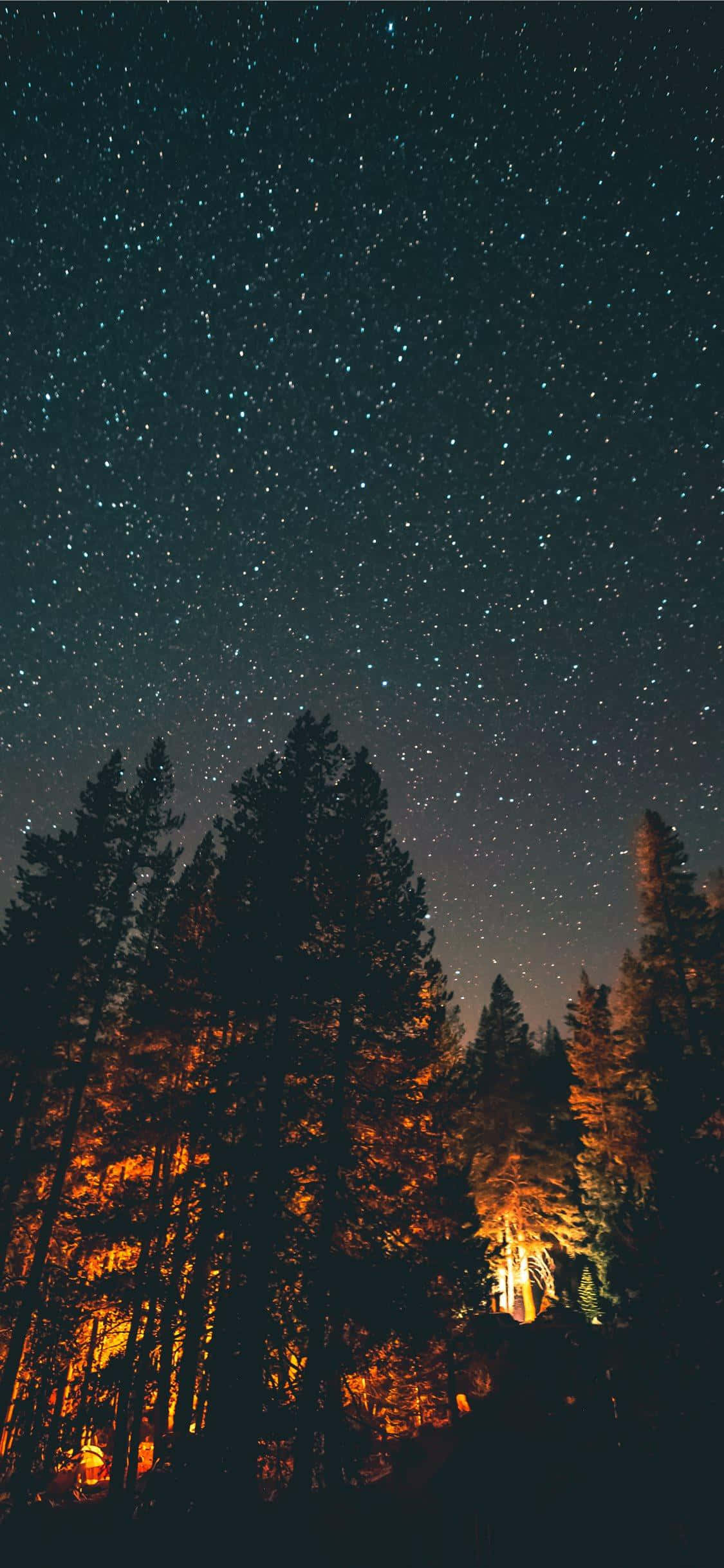آسمان شب با ستاره‌ها بر فراز یک جنگل والپیپر