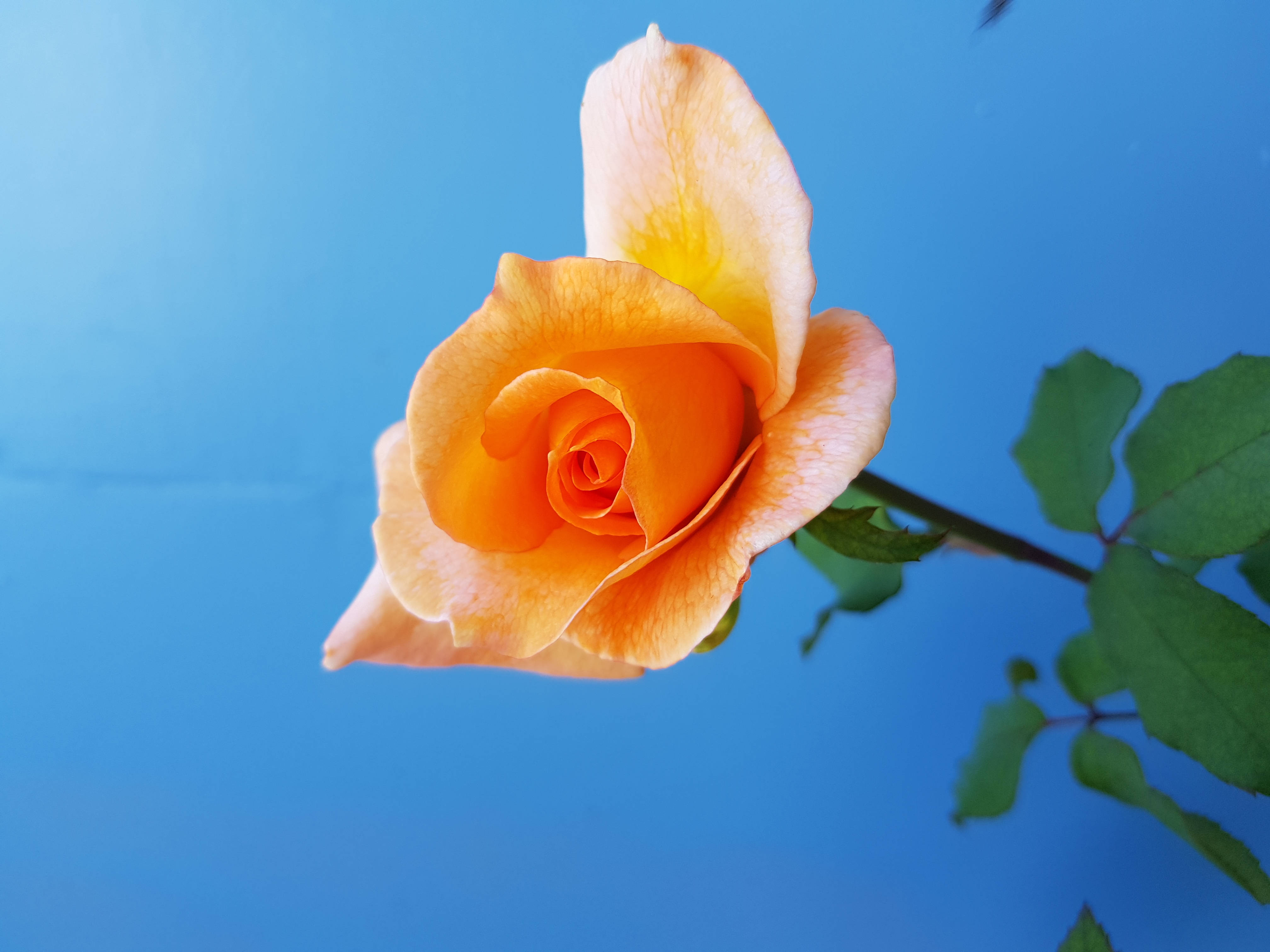 آسمان و گل رز زرد والپیپر