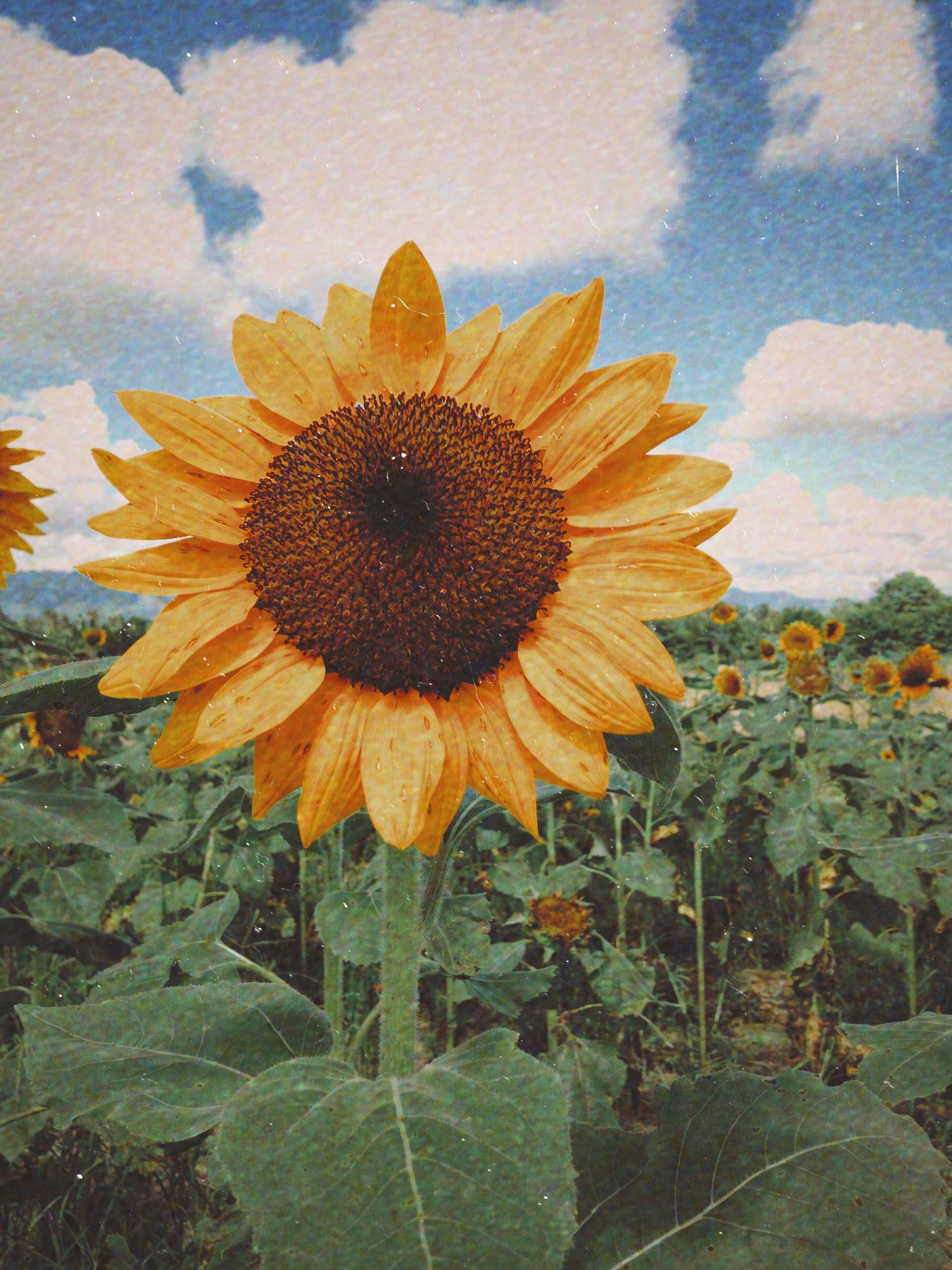 آفتابگردان زیبای تابستانی والپیپر