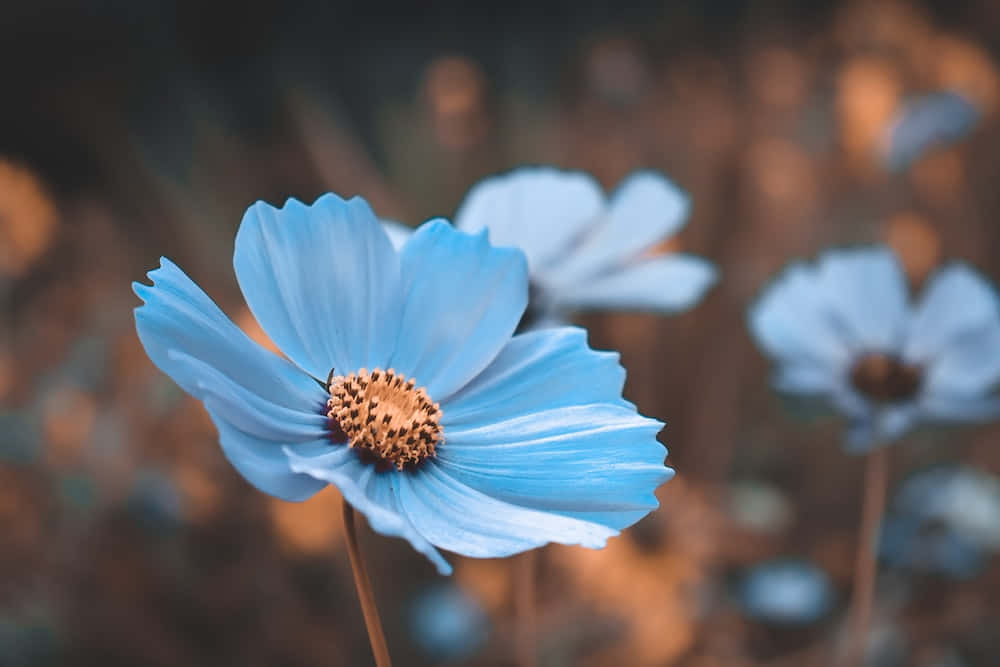 احساس آرامش و صلح والپیپر