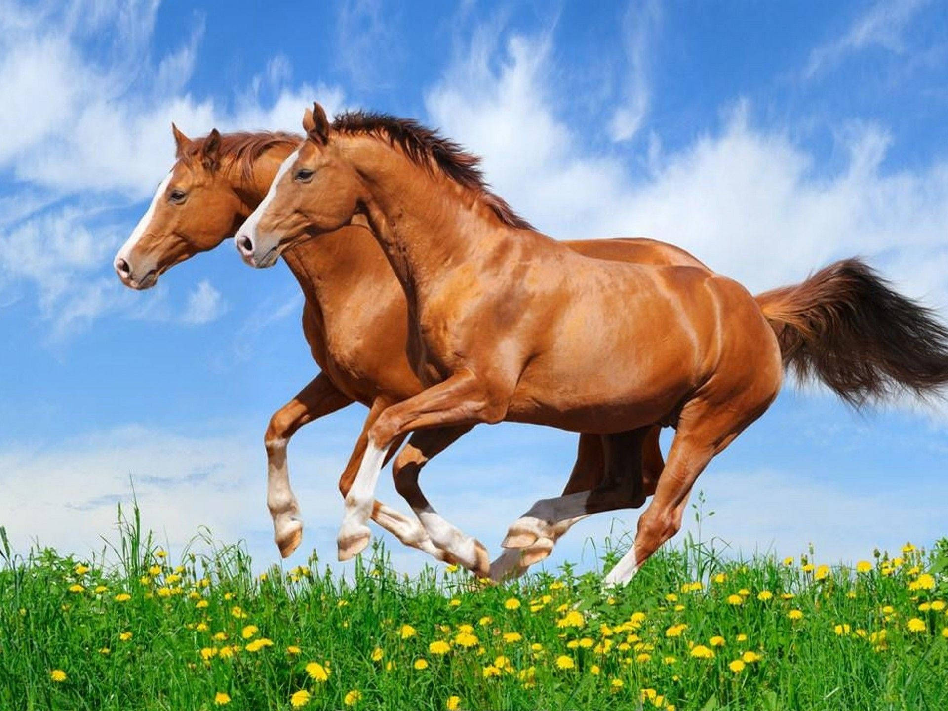 اسب‌های بامزه در حال دویدن با هم والپیپر