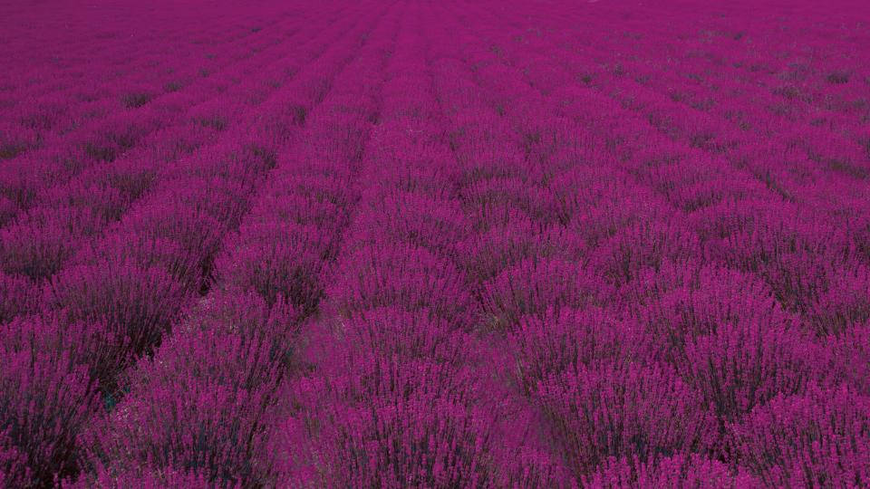 اسطوخودوس زیبا، مزرعه‌ای وسیع از بوته‌ها والپیپر