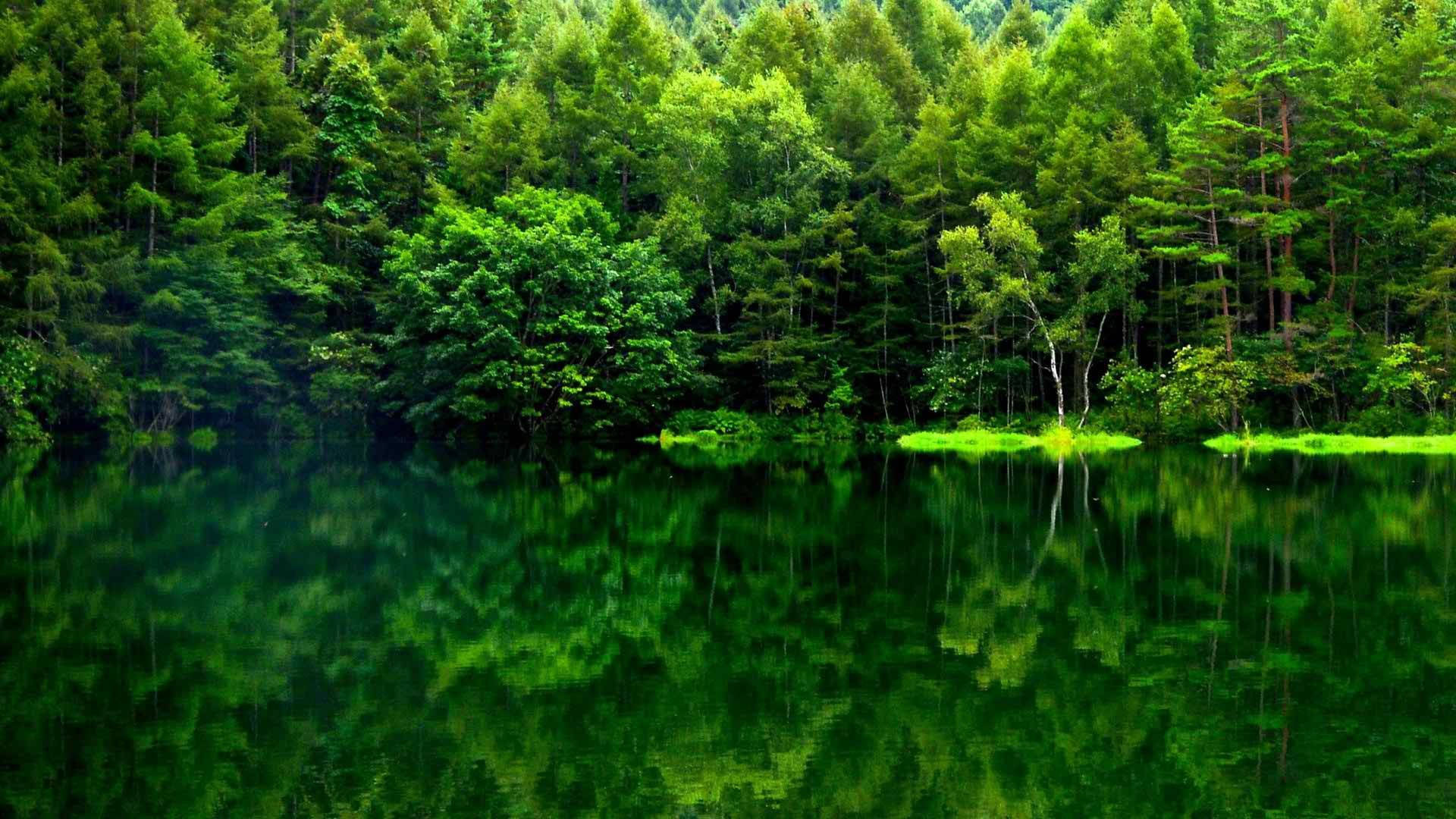بازتاب نمایی از جنگل سبز والپیپر