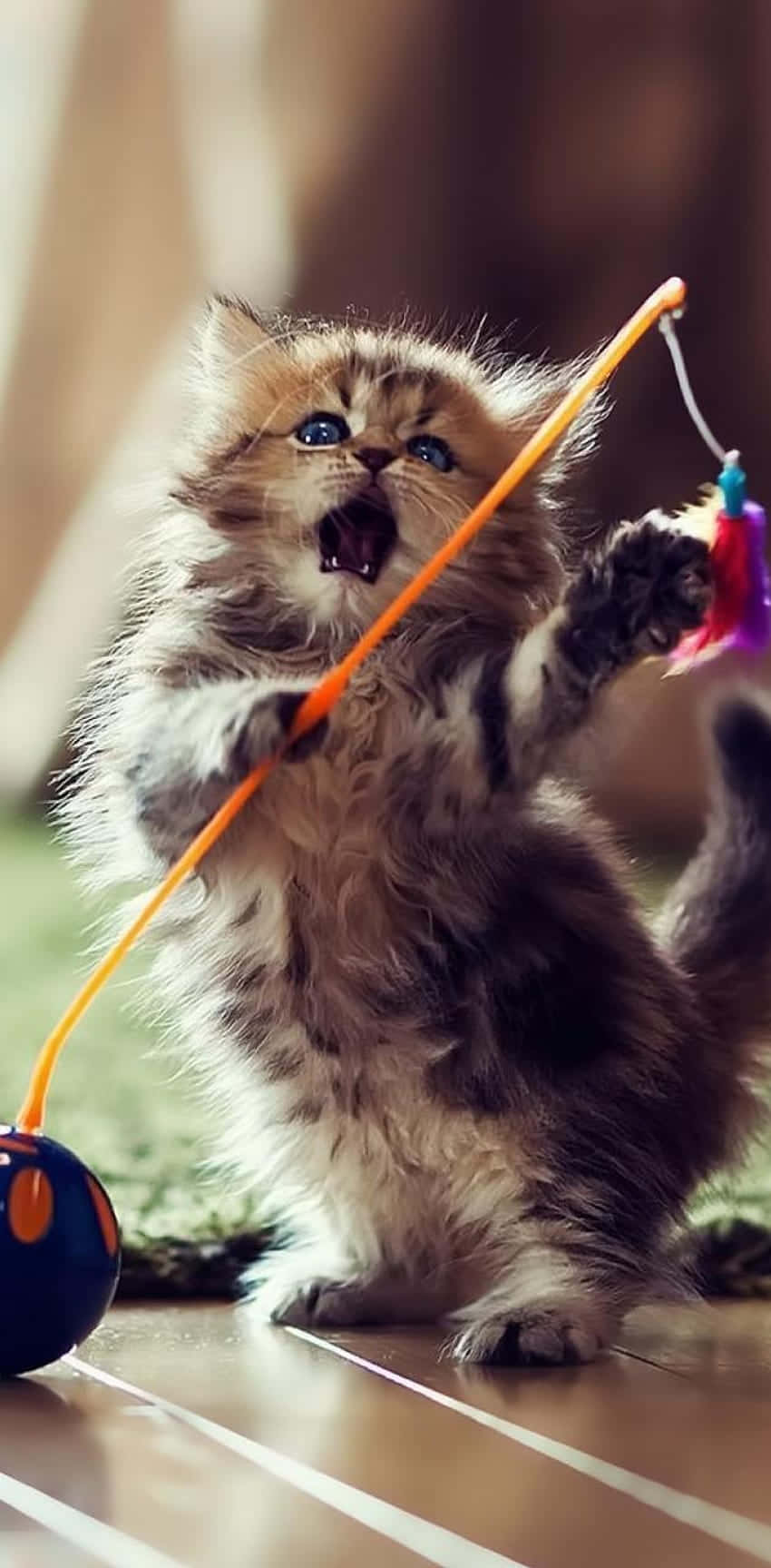 بازیگوش بچه گربه با اسباب بازی والپیپر