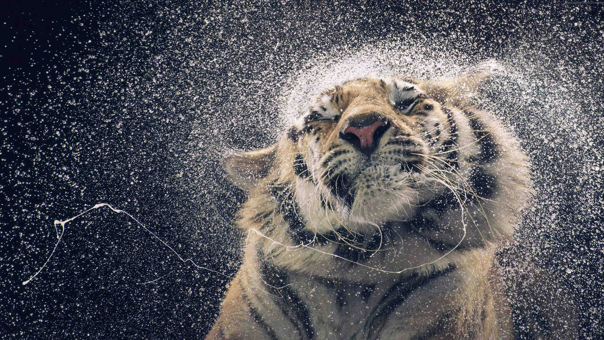 والپیپر 4k ببر بزرگ در حال پاشیدن آب.