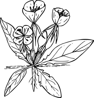 بوم خالی تیره والپیپر
