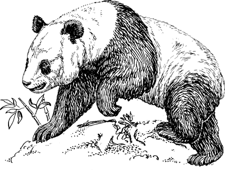 بوم خالی تیره والپیپر