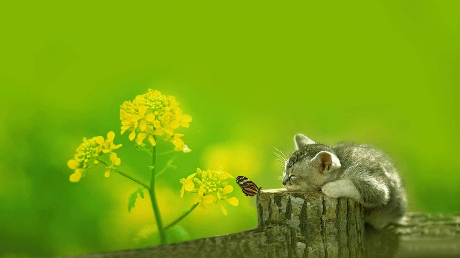 بچه‌گربه‌ی خواب‌آلود بهاری والپیپر