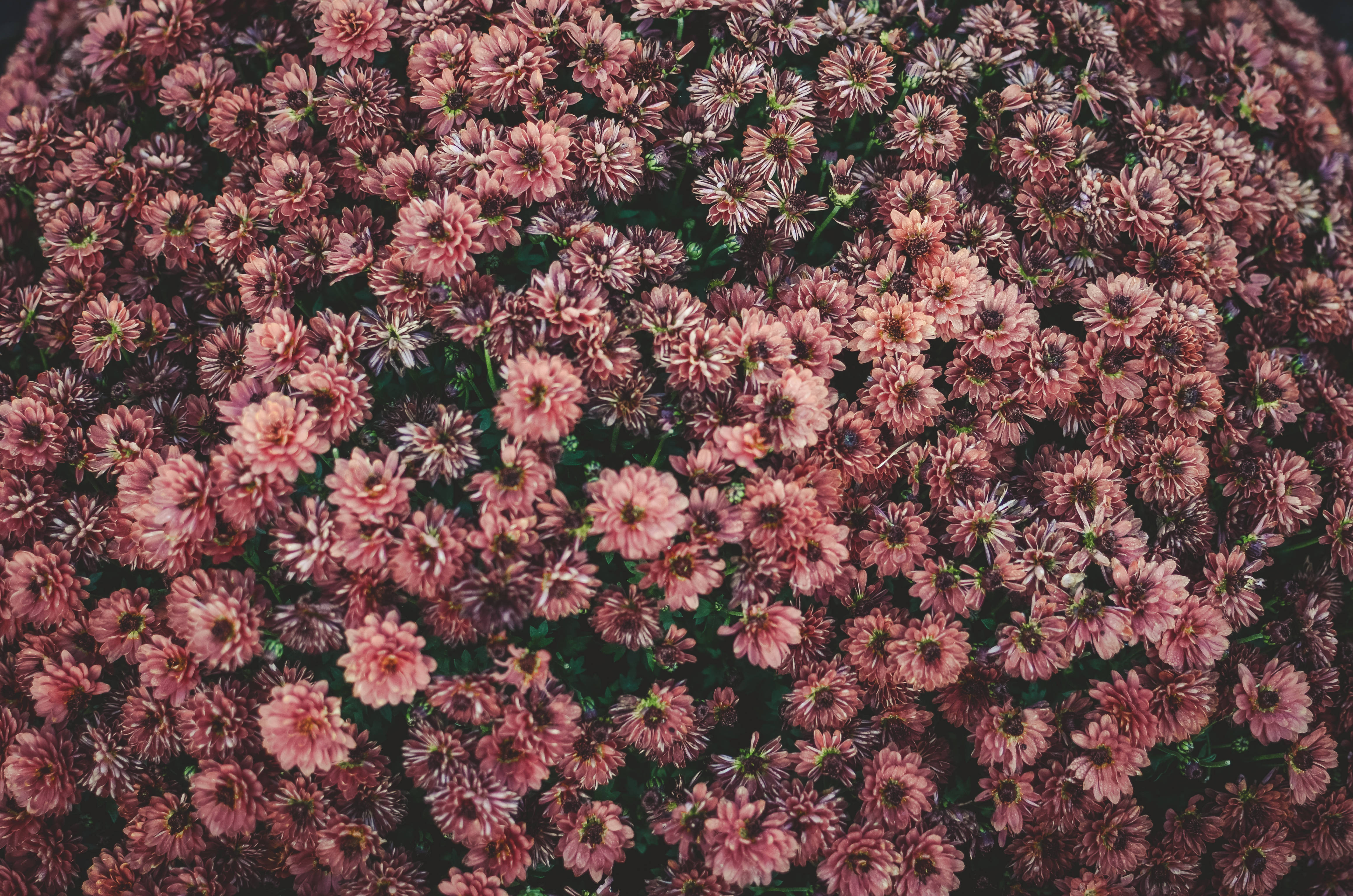 تختخوابی از گل‌های صورتی زیبا والپیپر