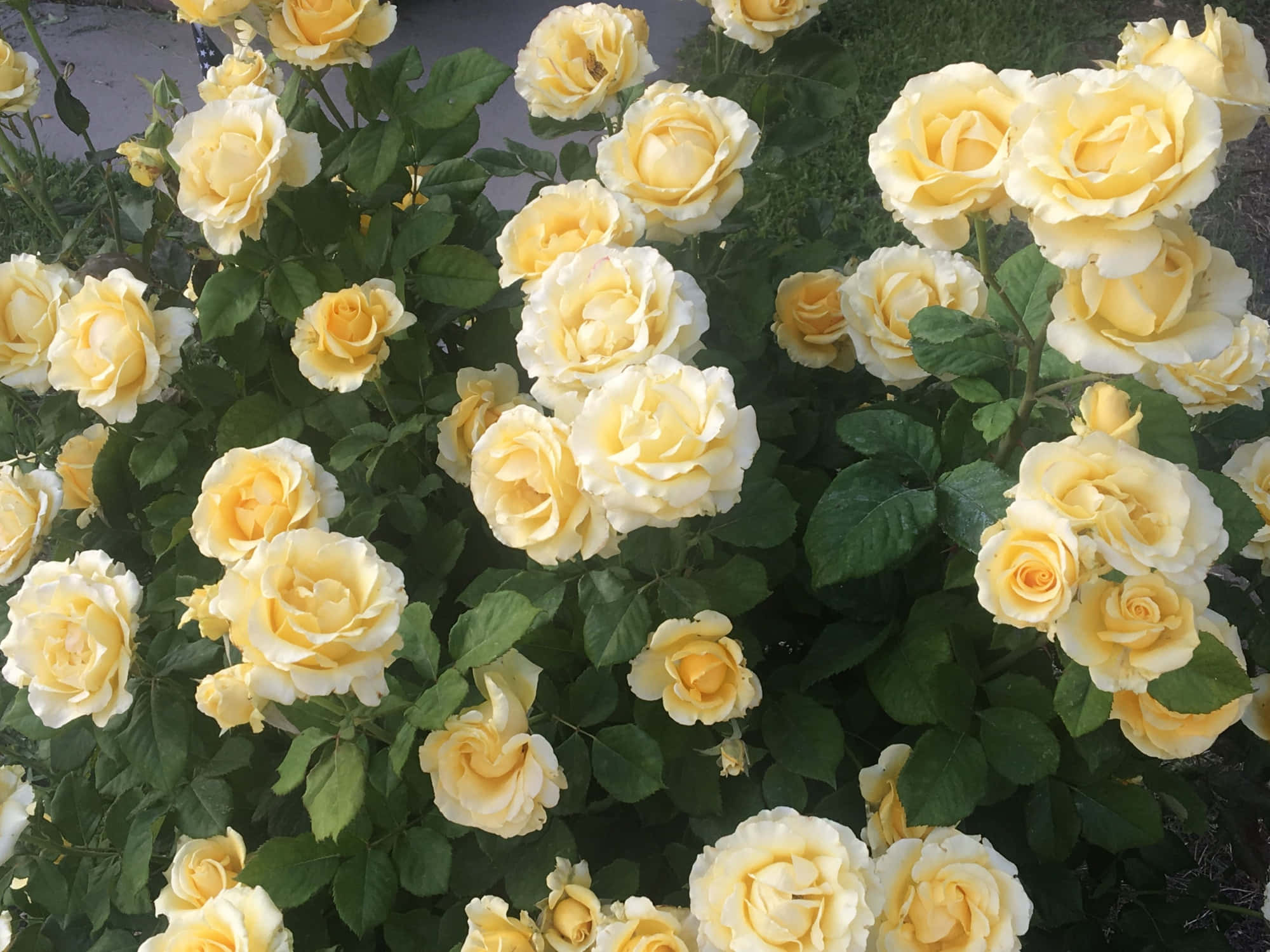 ترکیبی از گل‌های مروارید پر جنب و جوش، ارکیده‌های وحشی و گل‌های رز تابستانی والپیپر