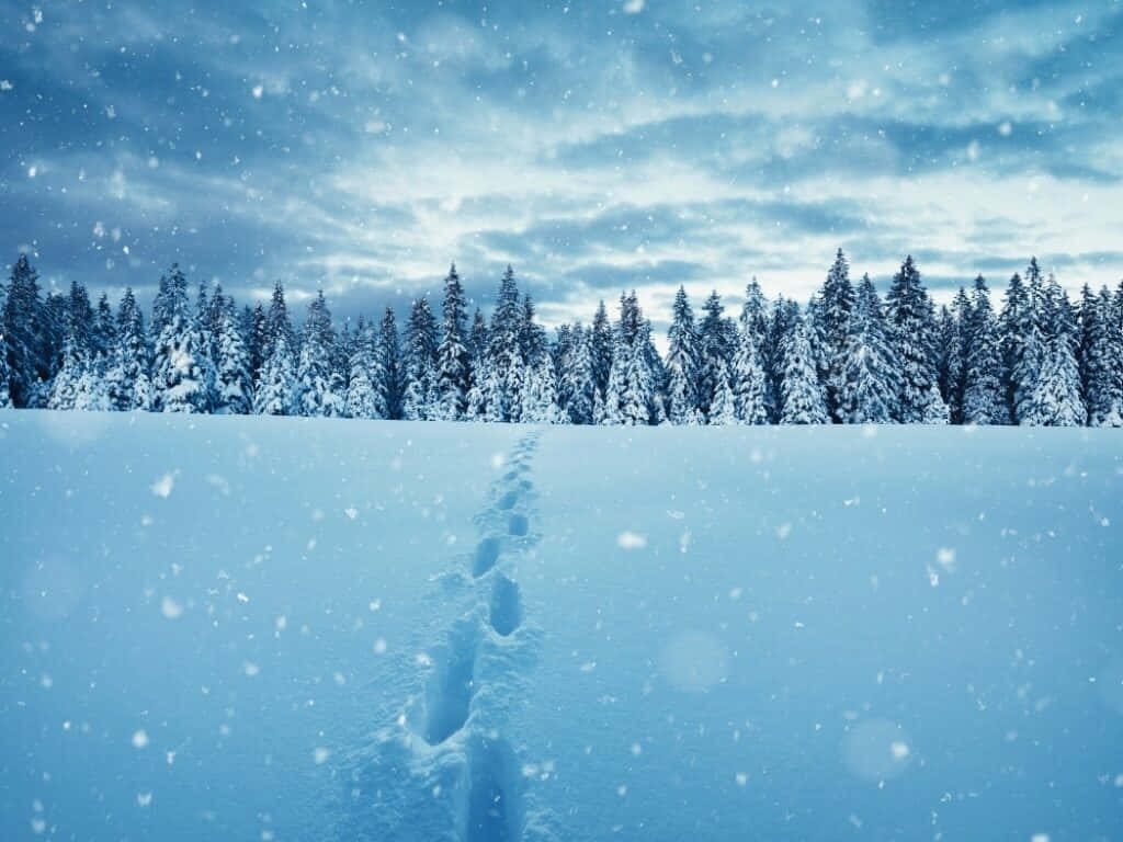 تصویر زیبای رد پا در برف والپیپر