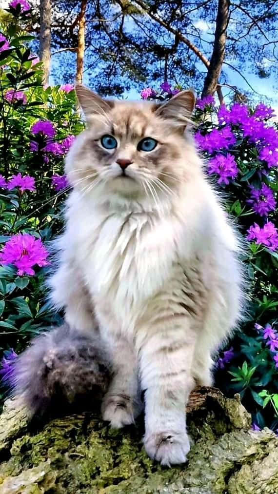 تصویر زیبای گربه روی گل‌های بنفش والپیپر