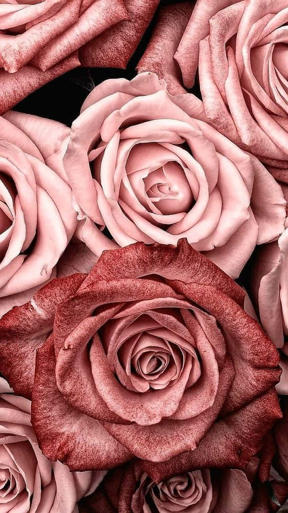 تم رزهای رزگلد صورتی والپیپر