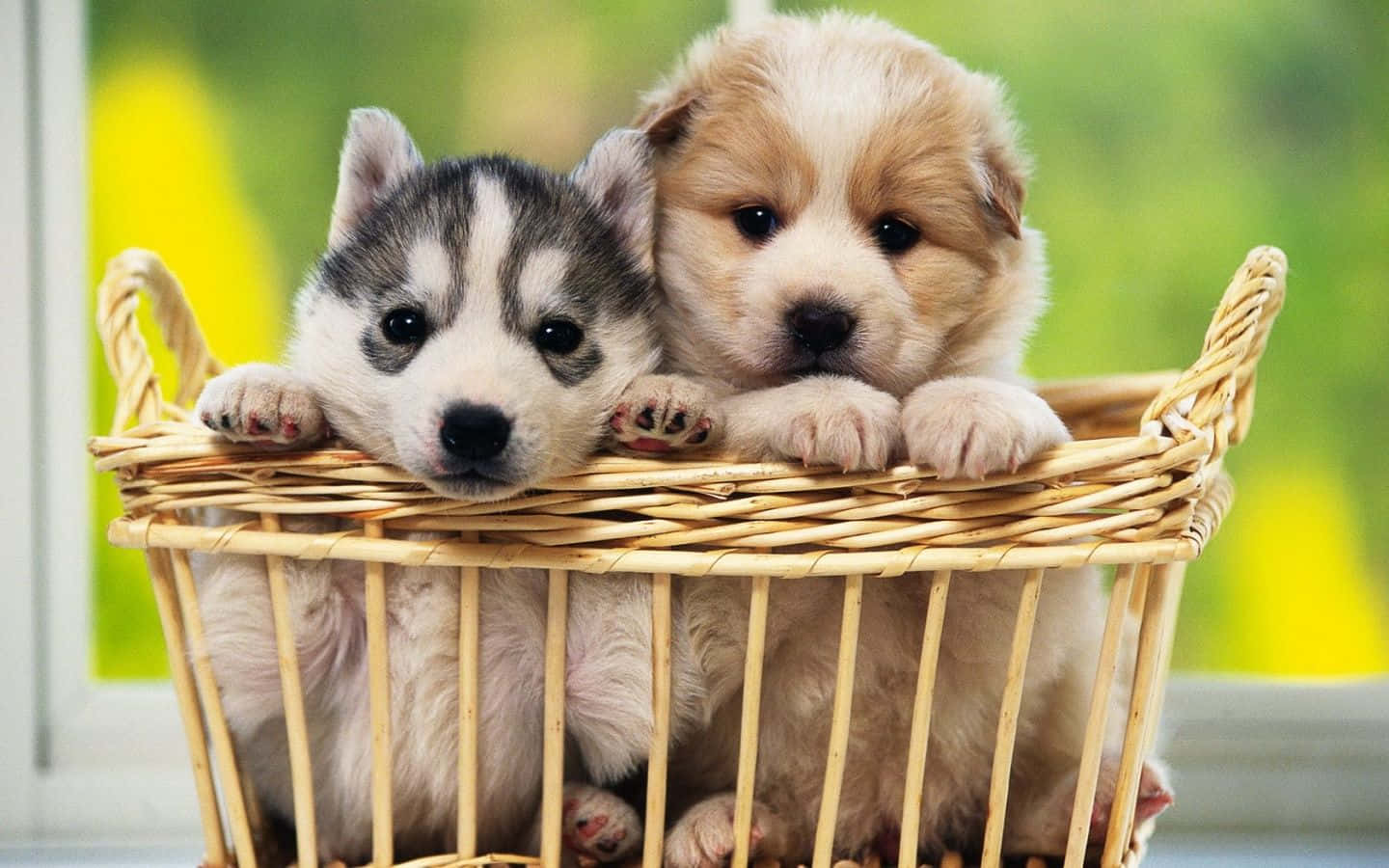 توله سگ دوست‌داشتنی روی چمن والپیپر