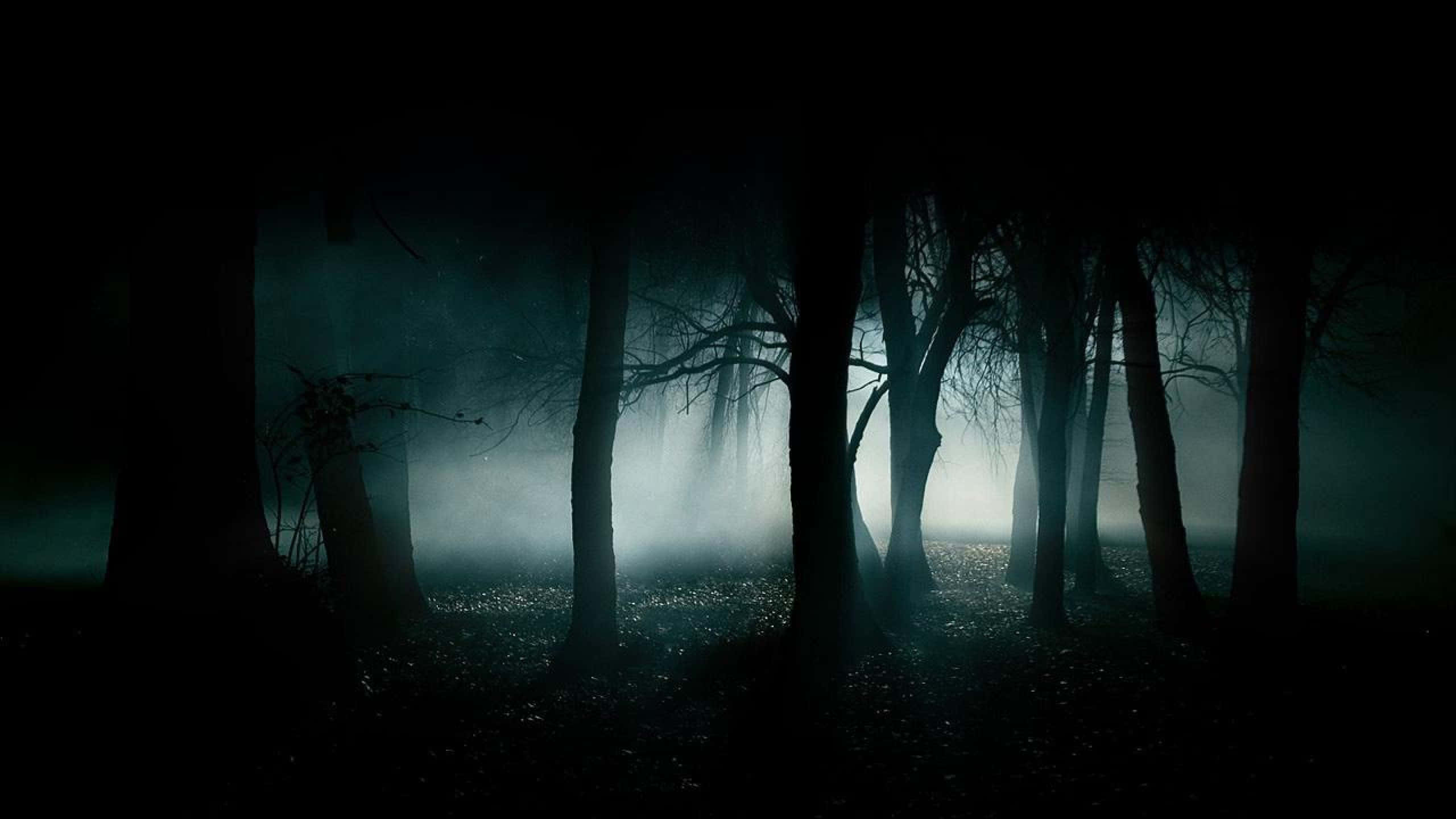 جنگل سیاه و ترسناک 2560x1440 والپیپر