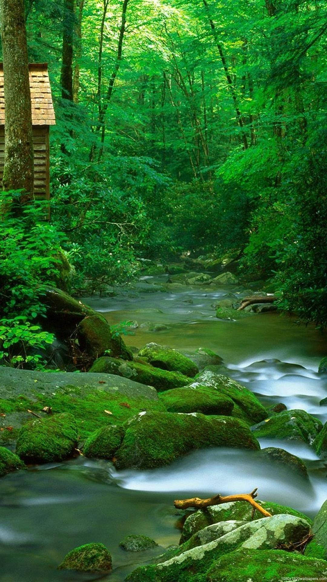 جنگل نهر طبیعت والپیپر