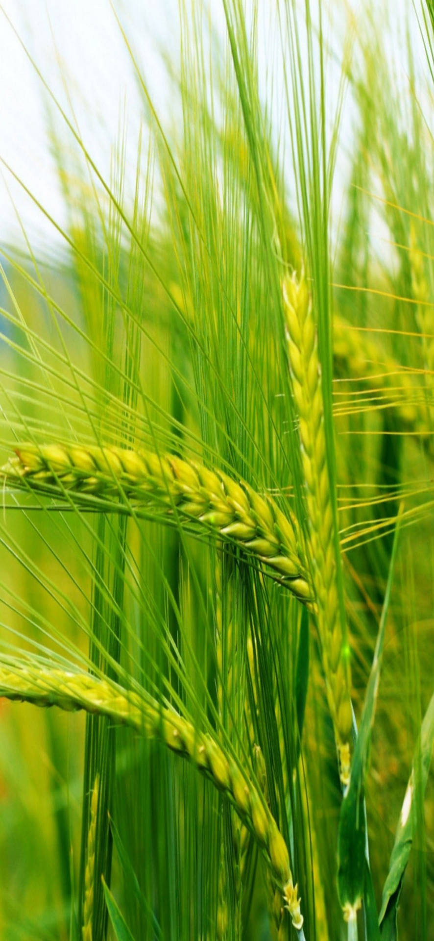 والپیپر جو سامسونگ گلکسی اس۲۲