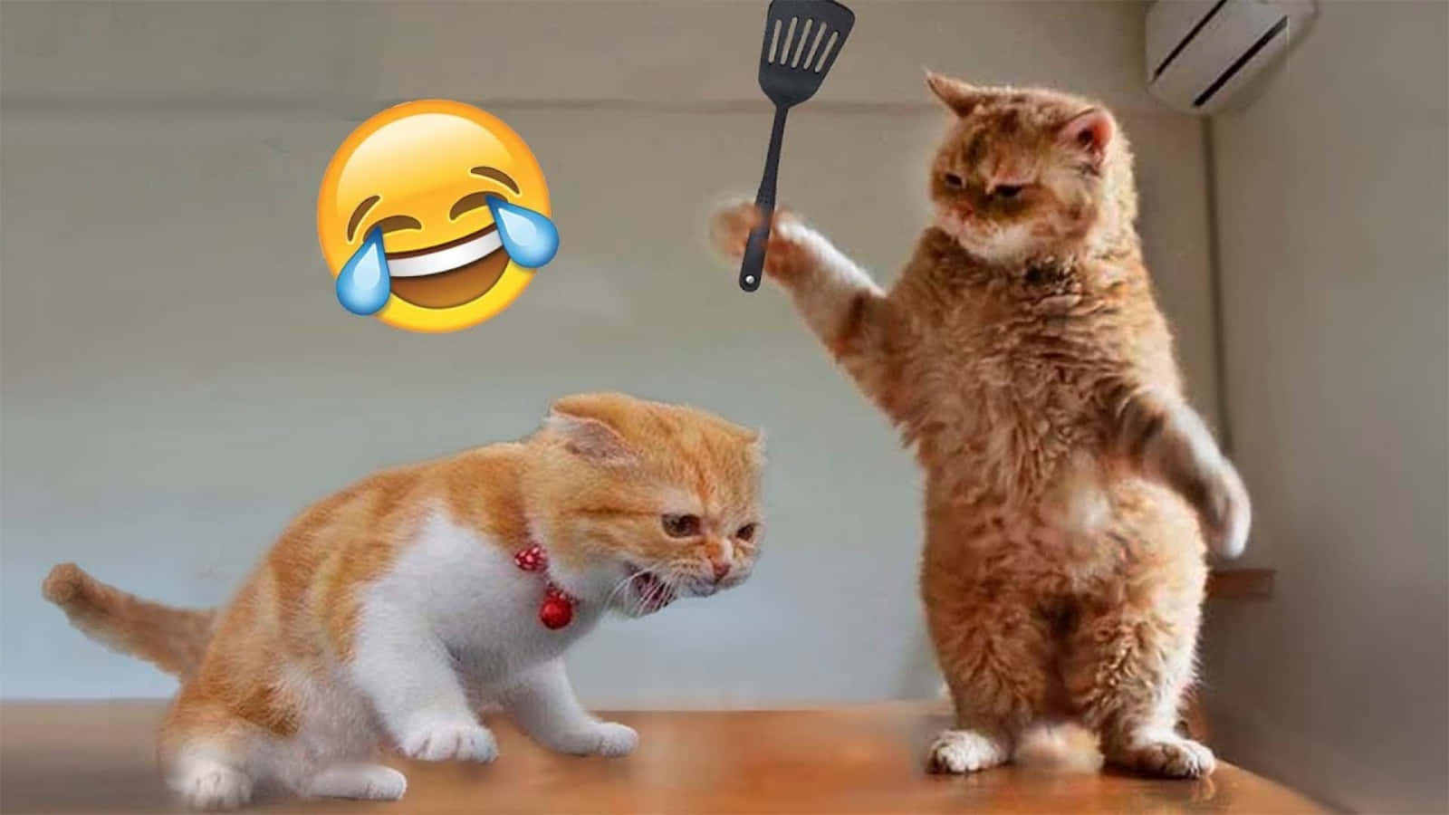 حال و هوای آخر هفته: گربه‌های بامزه و آرام والپیپر