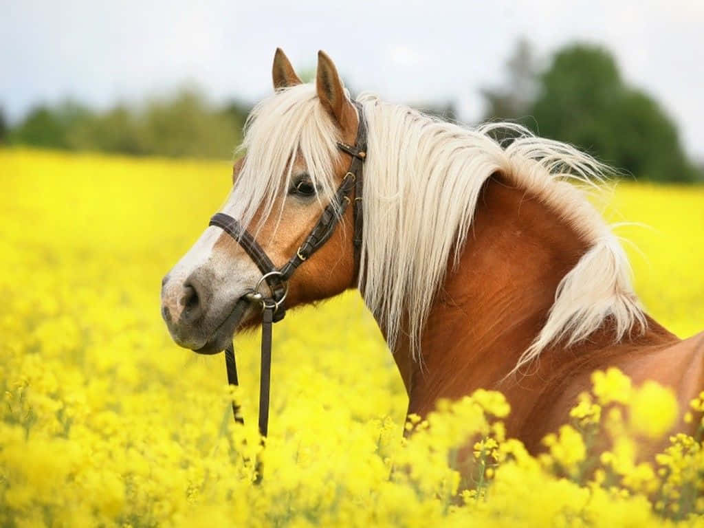 حالت صورت دوستانه یک اسب بامزه دلت را آب می‌کند! والپیپر