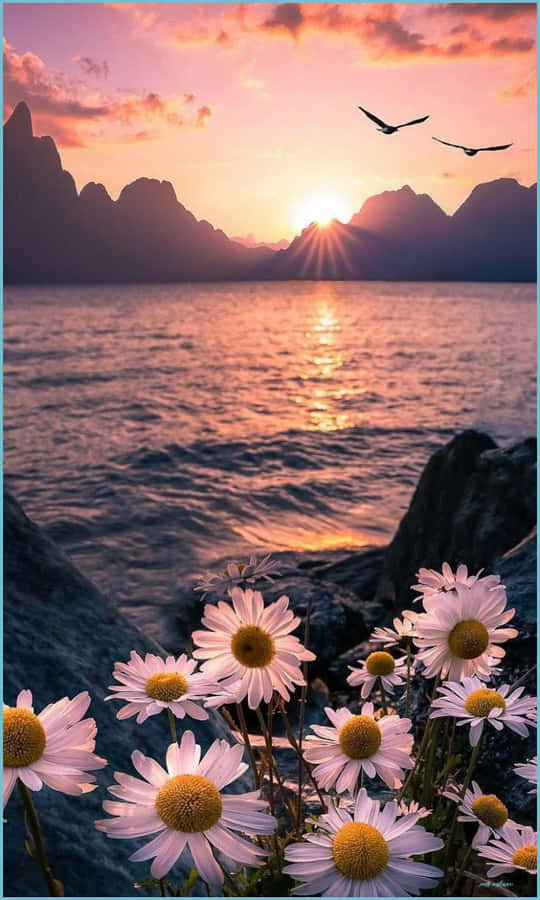 حس خود را تازه کنید و زیبا احساس کنید والپیپر