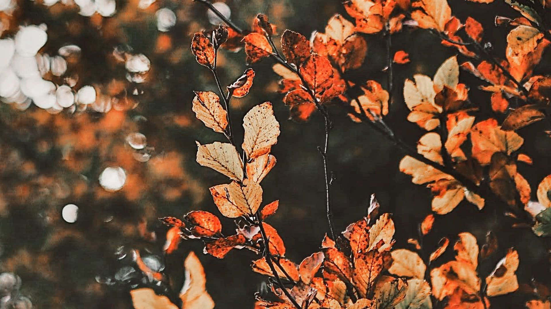 درخت زیبای پاییزی در یک مزرعه طلایی والپیپر