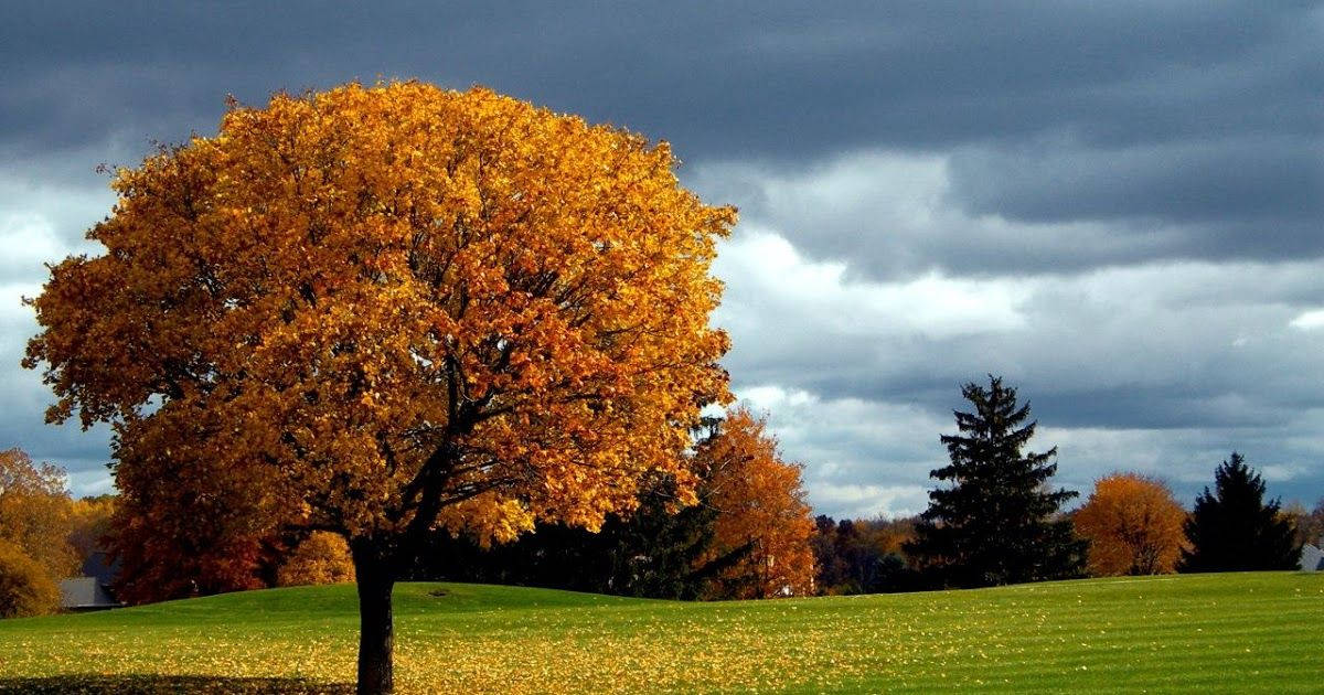 درخت پاییزی نارنجی برای تمام صفحه دسکتاپ اچ‌دی والپیپر
