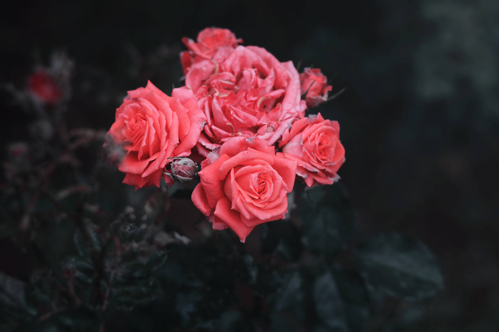 پیش‌نمایش والپیپر رزها، بوته، غنچه‌ها — رز والپیپر