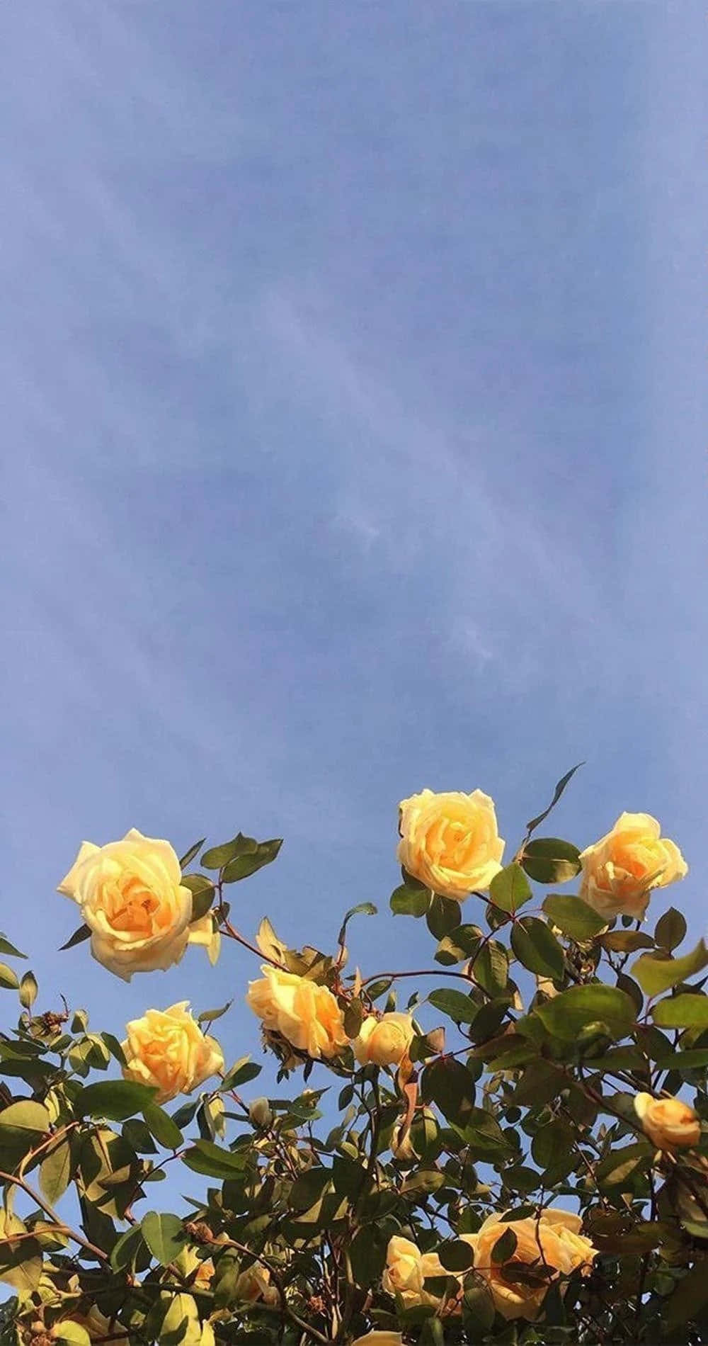 دسته‌گل زیبا و چشم‌نواز والپیپر
