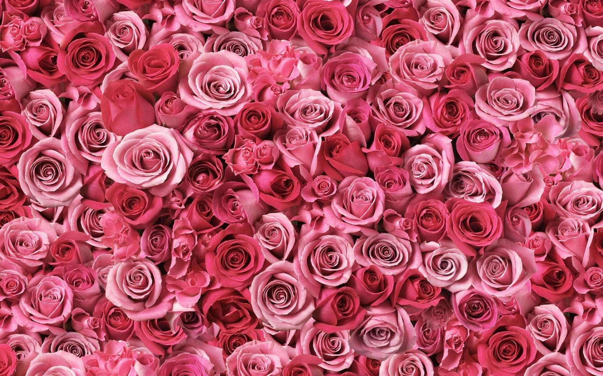 دیوار رز صورتی بزرگ والپیپر
