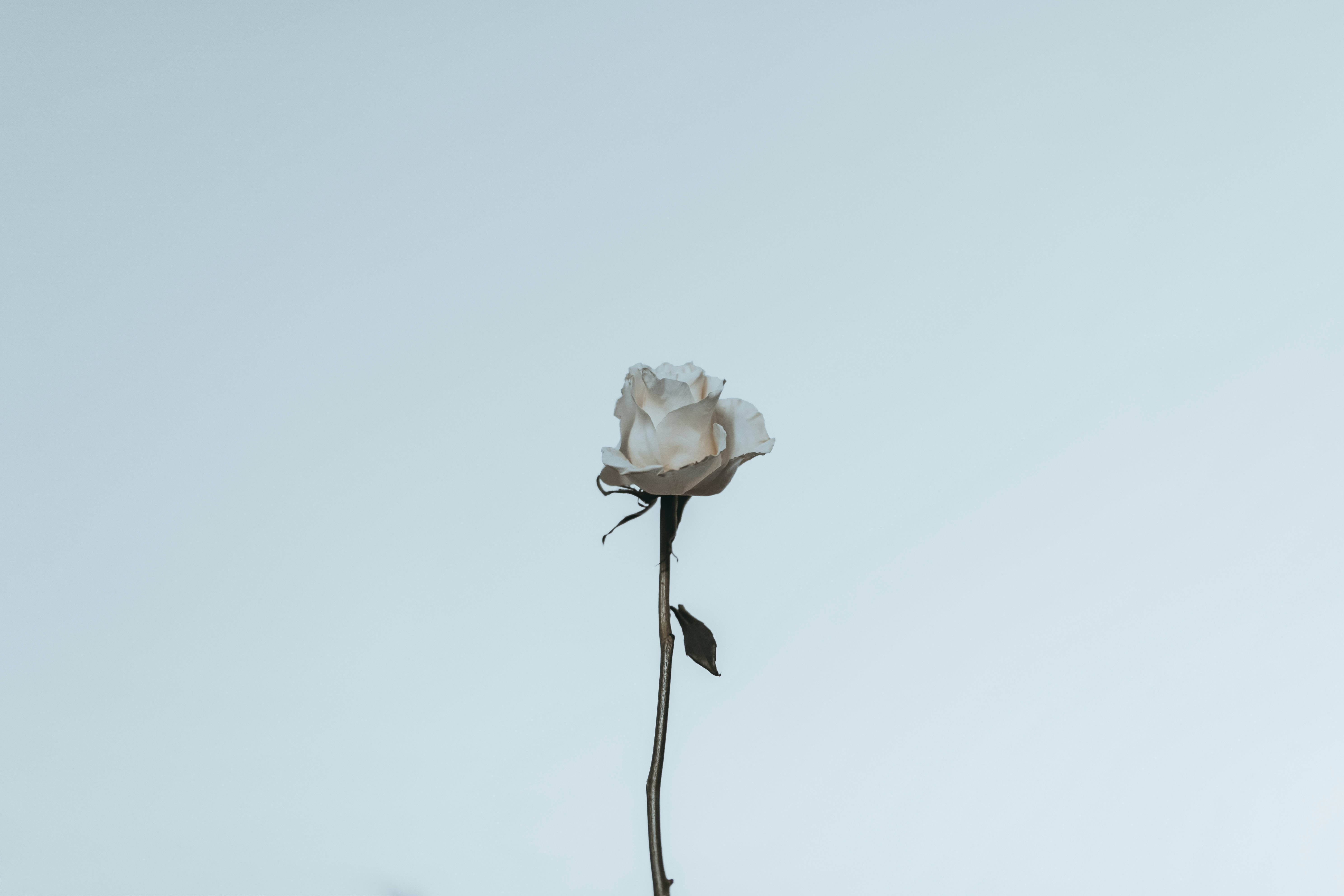 رز سفید زیبا والپیپر