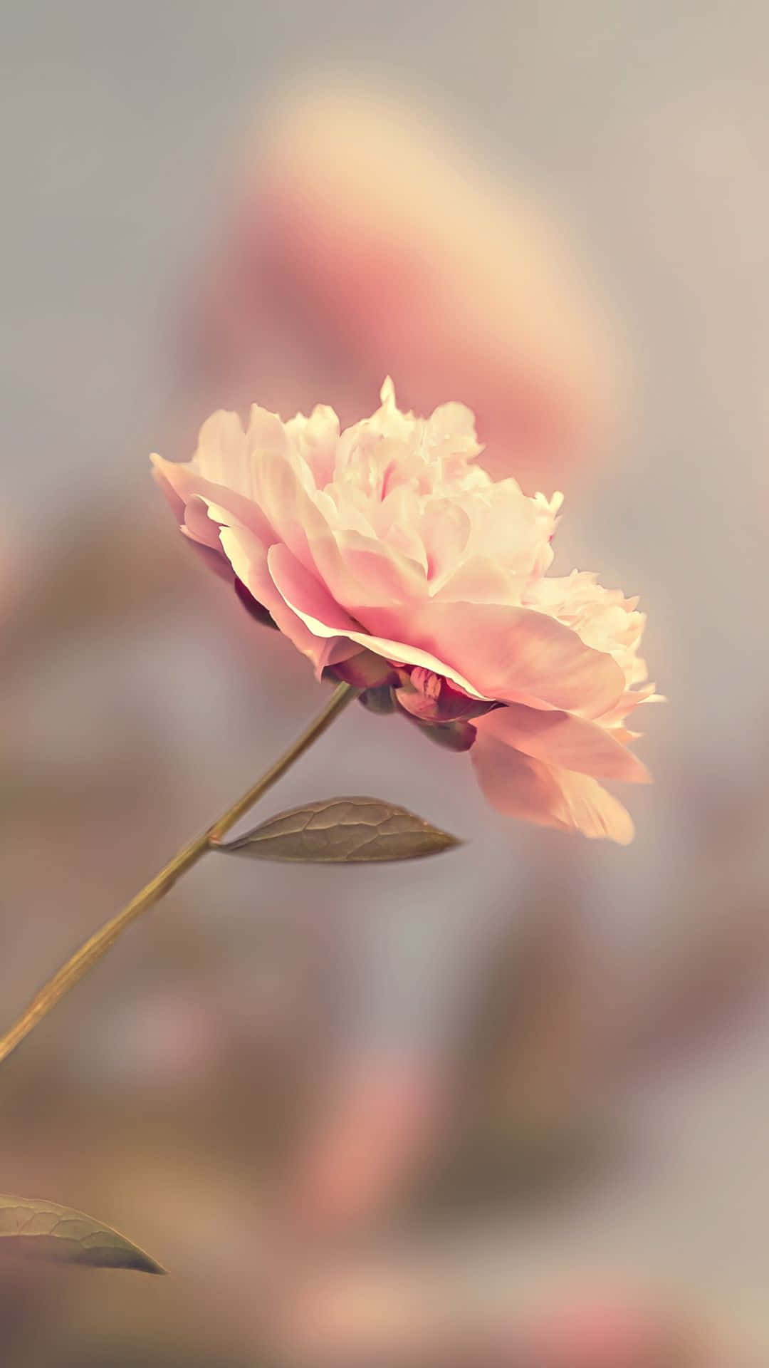 رز صورتی با افکت محو اچ‌دی والپیپر