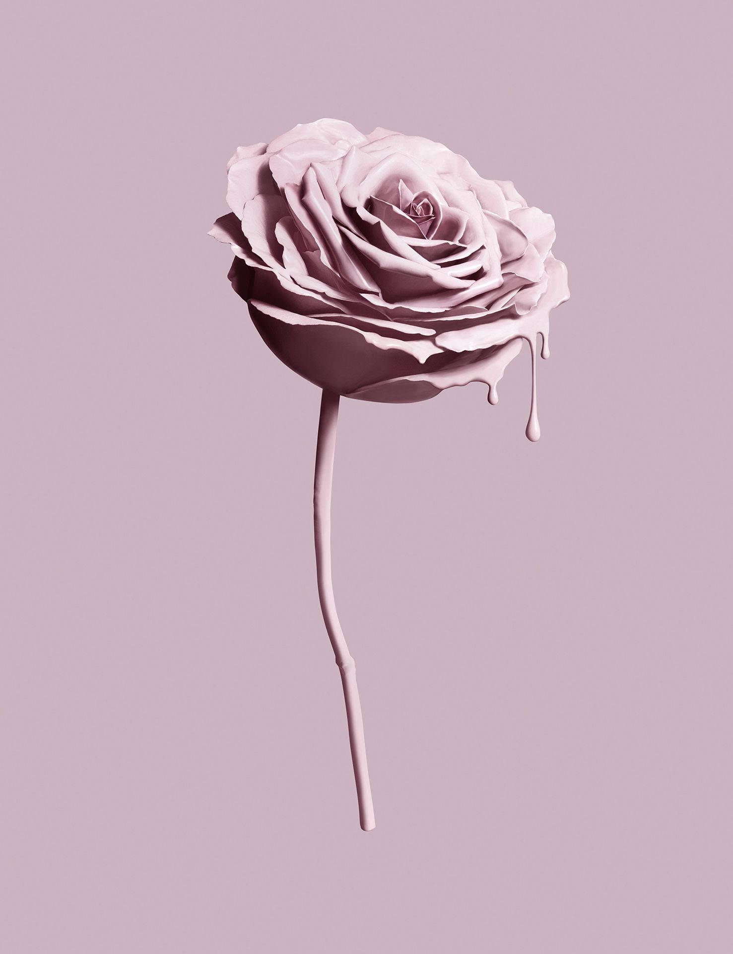 رز صورتی با زیبایی Tumblr والپیپر