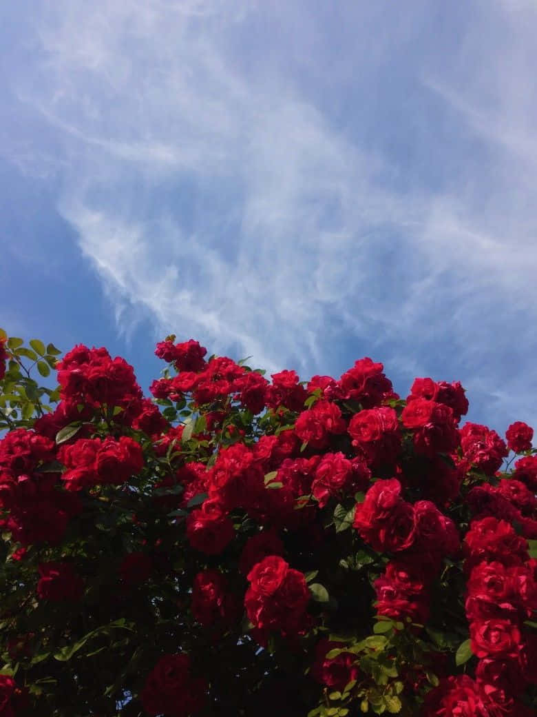 رز قرمز زیبا در آسمان والپیپر