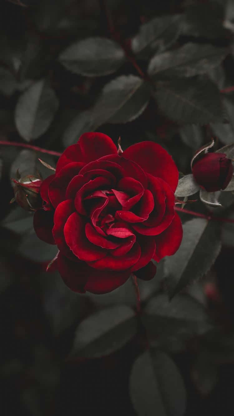 رز کامل والپیپر