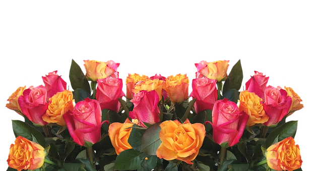 رزهای زرد و صورتی زنده با پس‌زمینه مشکی والپیپر