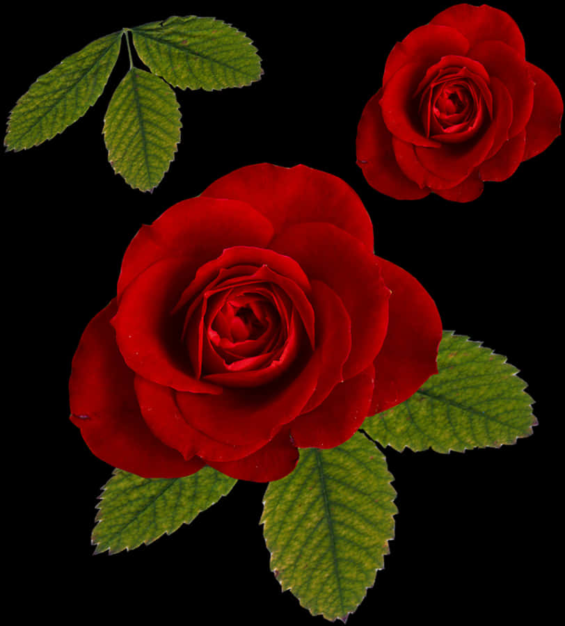 رزهای قرمز زنده روی پس‌زمین سیاه والپیپر