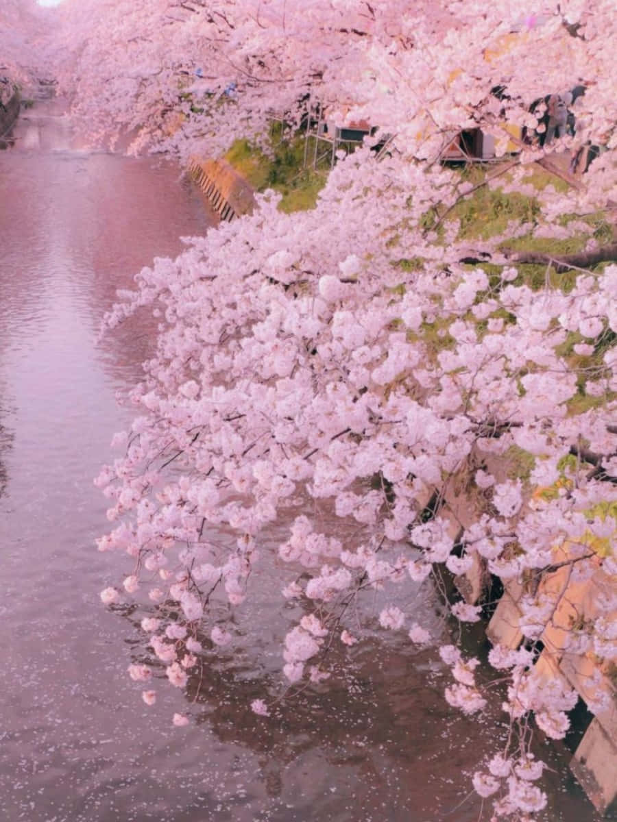 رویای پاستلی والپیپر