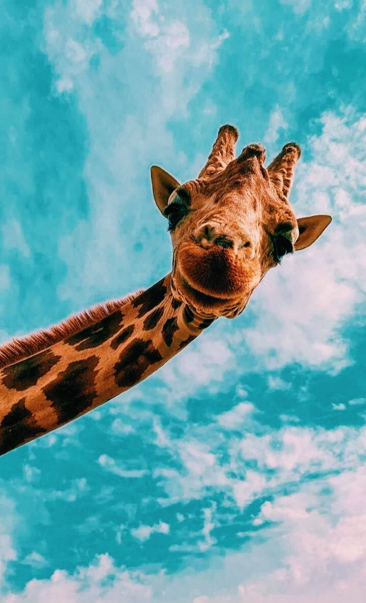 زرافه قهوه‌ای آسمان آبی آیفون بامزه والپیپر