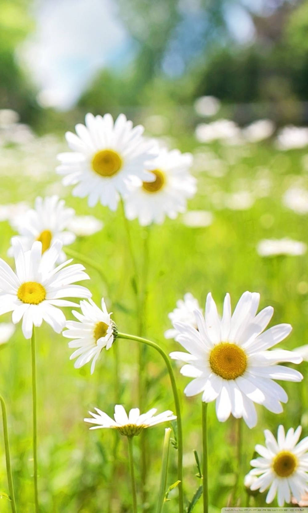 زمینه روشن گل مینا برای گوشی والپیپر