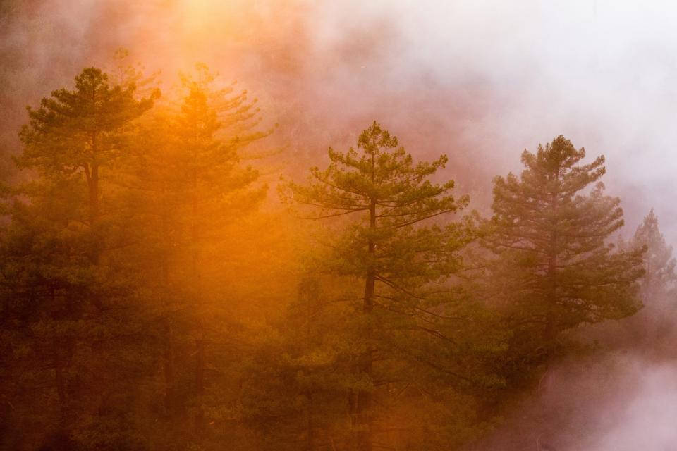 زیبایی اثیری جنگل مه‌آلود والپیپر