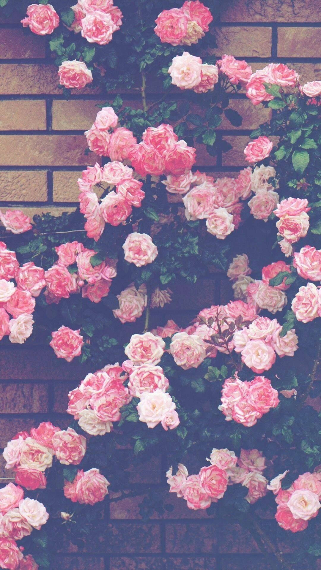 زیبایی افسون‌گر گل‌های صورتی در برابر دیوار والپیپر