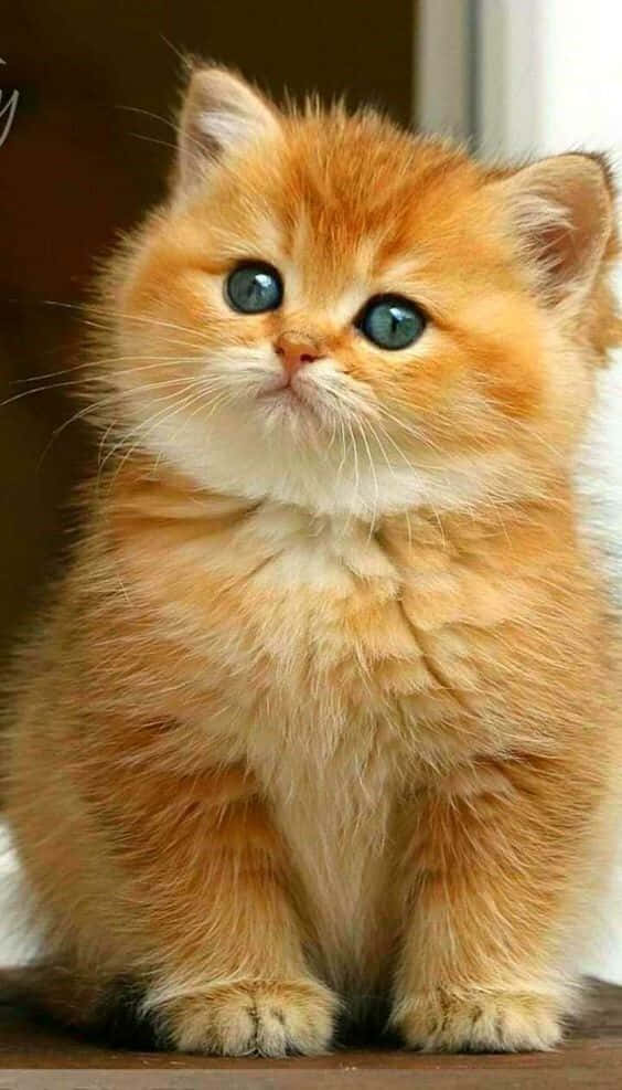 زیبایی باشکوه گربه‌سان در وضوح بالا والپیپر