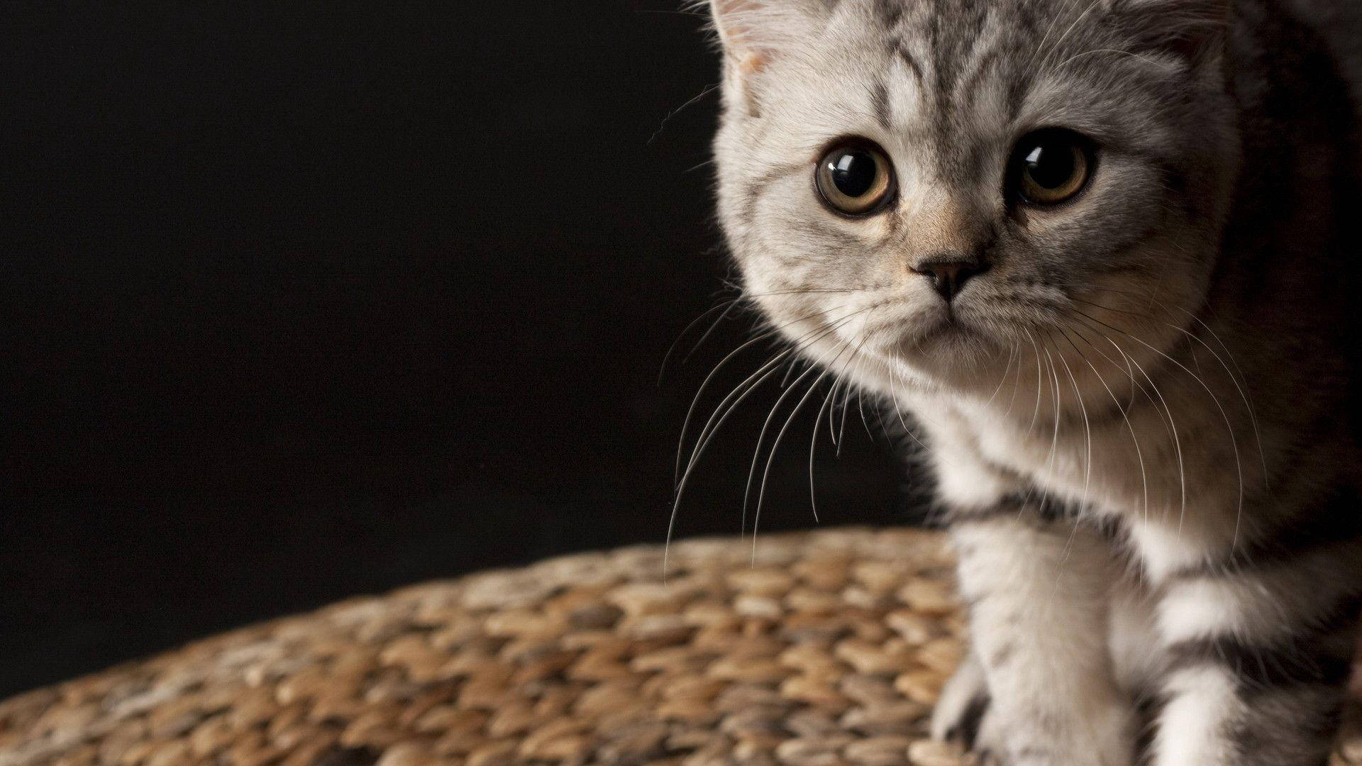 زیبایی باشکوه گربه‌سان والپیپر