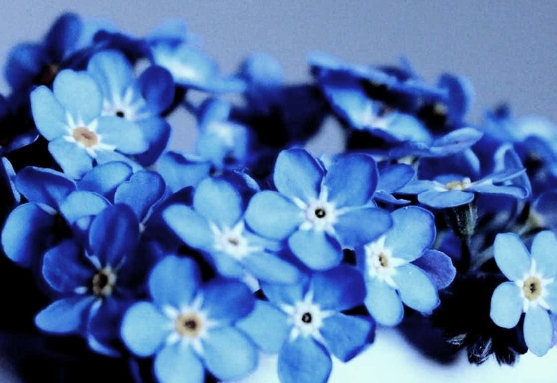 زیبایی شکوفان - پس‌زمینه گل زیبا و چشم‌نواز والپیپر
